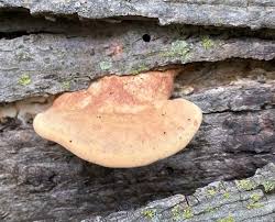 Attēlu rezultāti vaicājumam “Hapalopilus nidulans”