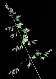 Attēlu rezultāti vaicājumam “Poa remota bud”