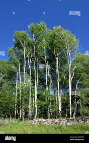 Attēlu rezultāti vaicājumam “Populus”