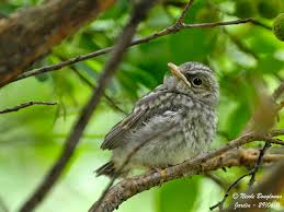 Attēlu rezultāti vaicājumam “Muscicapa striata adult”