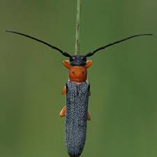 Attēlu rezultāti vaicājumam “Oberea oculata”