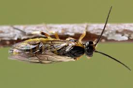 Attēlu rezultāti vaicājumam “Pristiphora maesta”