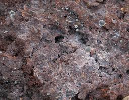 Attēlu rezultāti vaicājumam “Basidiodendron”