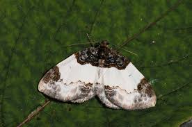 Attēlu rezultāti vaicājumam “Mesoleuca albicillata”