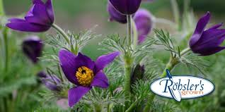 Attēlu rezultāti vaicājumam “Pulsatilla vulgaris flower”