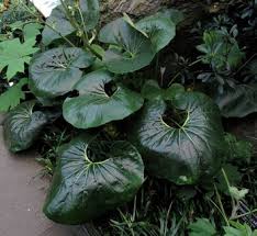 Attēlu rezultāti vaicājumam “Ligularia sibirica flower”