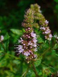 Attēlu rezultāti vaicājumam “Mentha spicata flower”