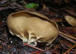 Attēlu rezultāti vaicājumam “Helvella acetabulum”