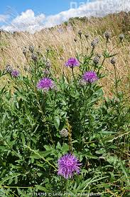 Attēlu rezultāti vaicājumam “Centaurea scabiosa flower”