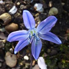 Attēlu rezultāti vaicājumam “Scilla siberica flower”