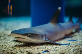 Image result for Triaenodon obesus