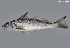Image result for Menticirrhus americanus