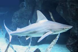 Image result for Carcharhinus amblyrhynchos