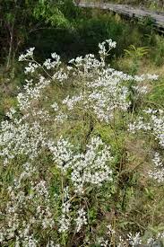 Attēlu rezultāti vaicājumam “Enteridium corticatum”