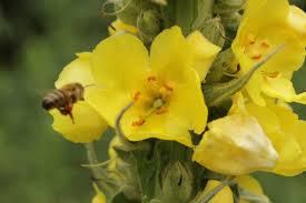 Image result for Verbascum densiflorum