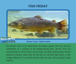 Attēlu rezultāti vaicājumam “Salmo trutta”