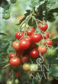 Afbeeldingsresultaat voor brandywine cherry tomato