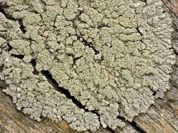 Attēlu rezultāti vaicājumam “Parmeliopsis ambigua”