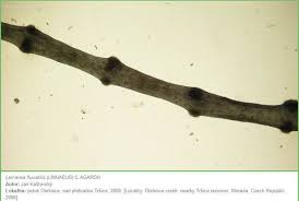 Attēlu rezultāti vaicājumam “Lemanea fluviatilis”