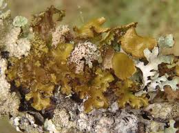 Attēlu rezultāti vaicājumam “Tuckermannopsis chlorophylla”