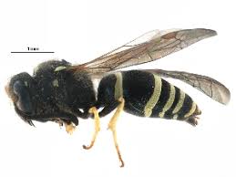 Attēlu rezultāti vaicājumam “Ancistrocerus sp.”