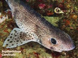 Image result for Scyliorhinus canicula