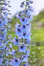 Attēlu rezultāti vaicājumam “Delphinium elatum  flower”
