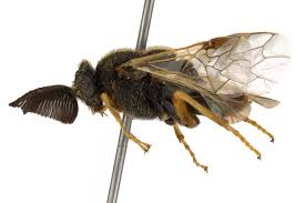 Attēlu rezultāti vaicājumam “Diprion pini female”