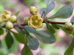 Attēlu rezultāti vaicājumam “Berberidaceae”