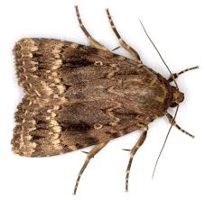 Attēlu rezultāti vaicājumam “Amphipyra”