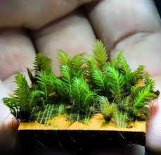 Attēlu rezultāti vaicājumam “Fissidens gracilifolius”