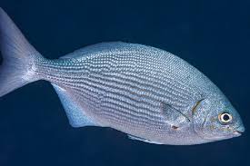 Image result for Kyphosus