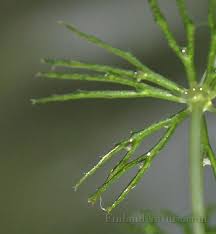 Attēlu rezultāti vaicājumam “Ceratophyllaceae”