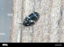 Attēlu rezultāti vaicājumam “Megatoma undata”