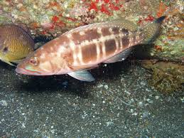 Image result for Serranus atricauda