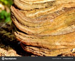 Attēlu rezultāti vaicājumam “Phellinus ferrugineofuscus”