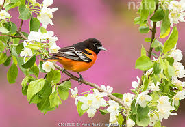 Image result for Icterus galbula