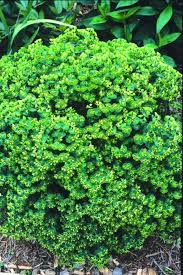 Attēlu rezultāti vaicājumam “Cribraria martinii”