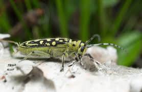 Attēlu rezultāti vaicājumam “Saperda scalaris”