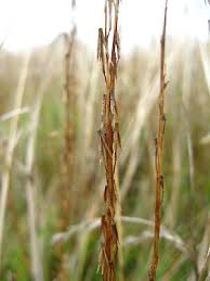 Attēlu rezultāti vaicājumam “Triglochin palustre fruit”