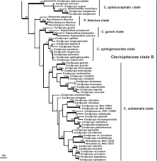 Attēlu rezultāti vaicājumam “Cordyceps stylophora”