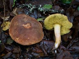 Attēlu rezultāti vaicājumam “Xerocomus subtomentosus”