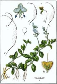 Attēlu rezultāti vaicājumam “Veronica chamaedrys leaf”