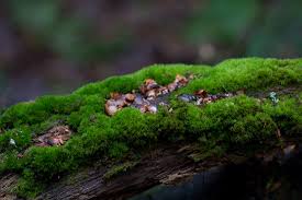 Attēlu rezultāti vaicājumam “Dicranum montanum sporophyte”