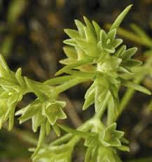 Attēlu rezultāti vaicājumam “Scleranthus annuus flower”