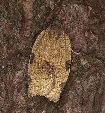 Attēlu rezultāti vaicājumam “Lozotaenia forsterana”