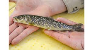 Image result for Salvelinus namaycush