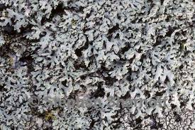 Attēlu rezultāti vaicājumam “Physcia tenella”