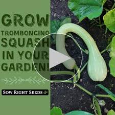 Image result for tromboncino