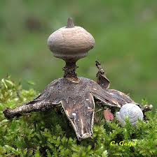 Attēlu rezultāti vaicājumam “Geastrum pectinatum”